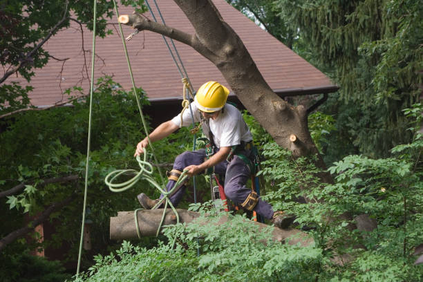 Best Firewood Processing and Delivery  in South Plainfield, NJ