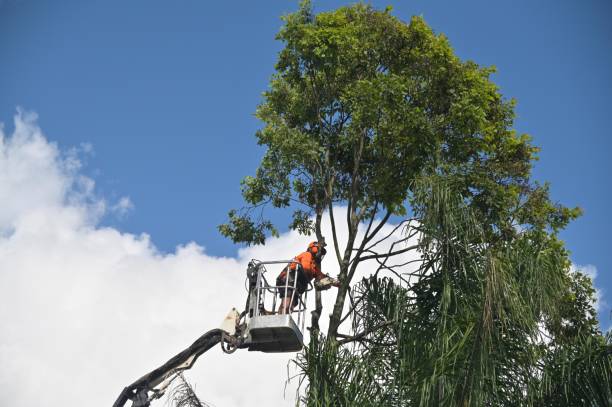 How Our Tree Care Process Works  in  South Plainfield, NJ