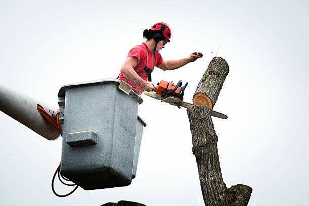 Best Commercial Tree Services  in South Plainfield, NJ