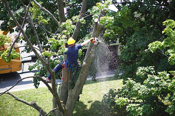 Seasonal Cleanup (Spring/Fall) in South Plainfield, NJ